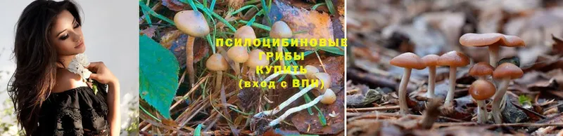 Галлюциногенные грибы Magic Shrooms  мега маркетплейс  Сольвычегодск  магазин   